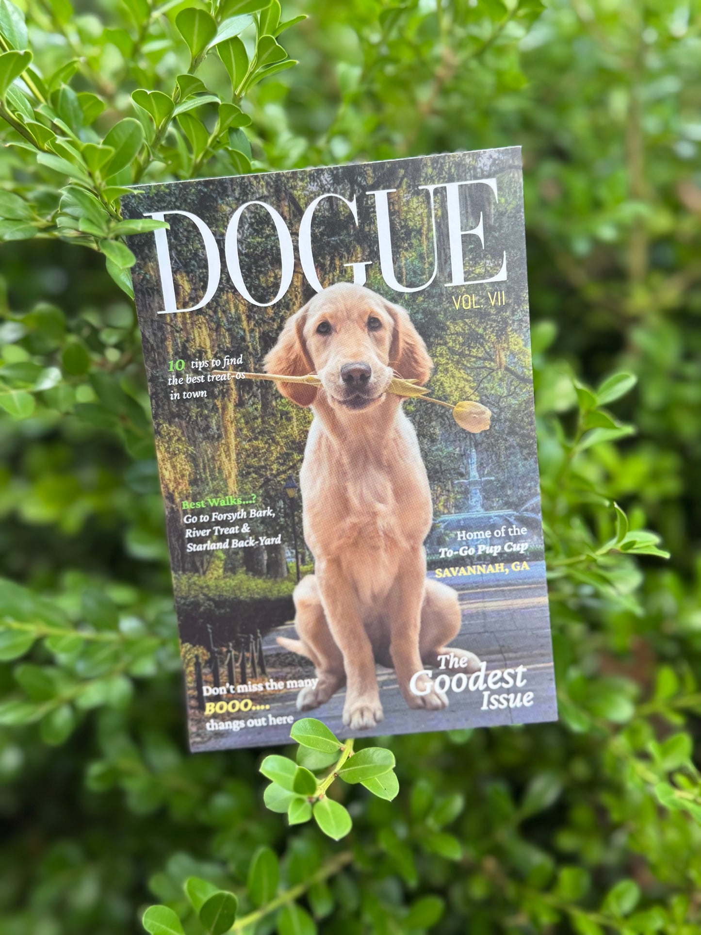 Dogue Postcard